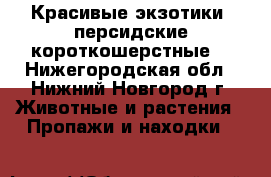 Красивые экзотики (персидские короткошерстные) - Нижегородская обл., Нижний Новгород г. Животные и растения » Пропажи и находки   